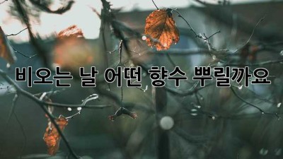비오는 날, 어떤 향수 뿌릴까요?☔️